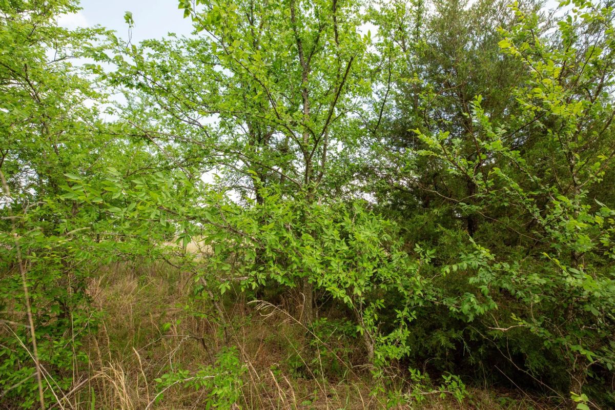 Decorative background for Prairie Grove Tract 3 image 26
