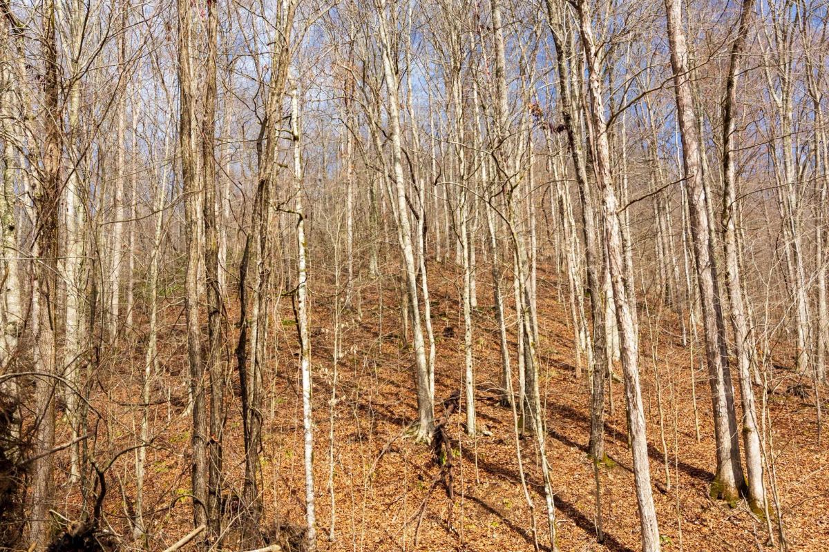 Decorative background for Blackstone Mountain Phase II Tract 72 image 6