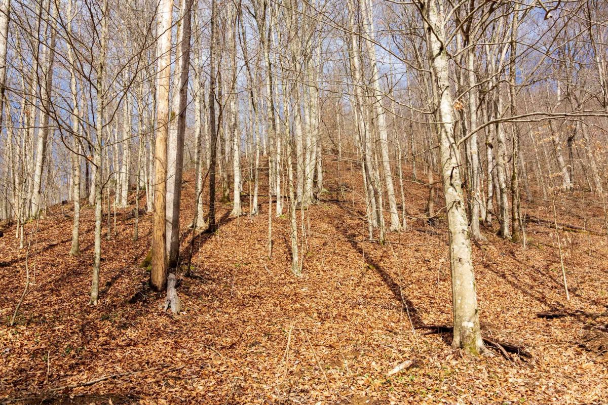 Decorative background for Blackstone Mountain Phase II Tract 72 image 8