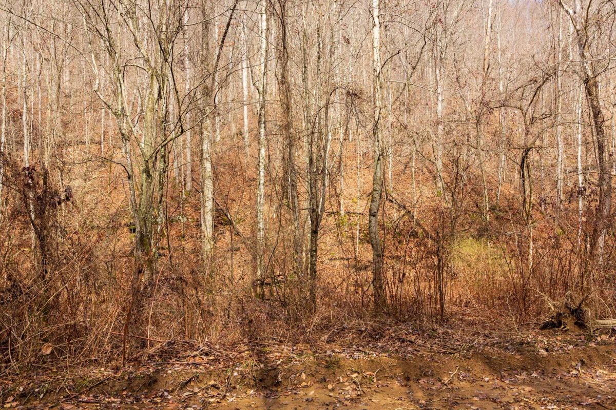 Decorative background for Blackstone Mountain Phase II Tract 72 image 10