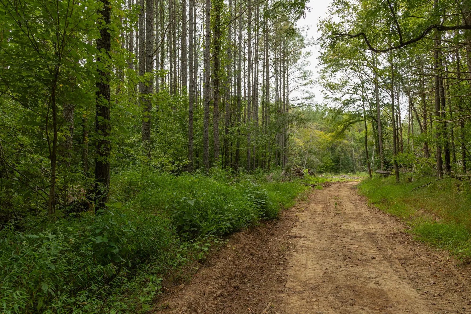 Big White Oak Tract 137 in Perry County, TN