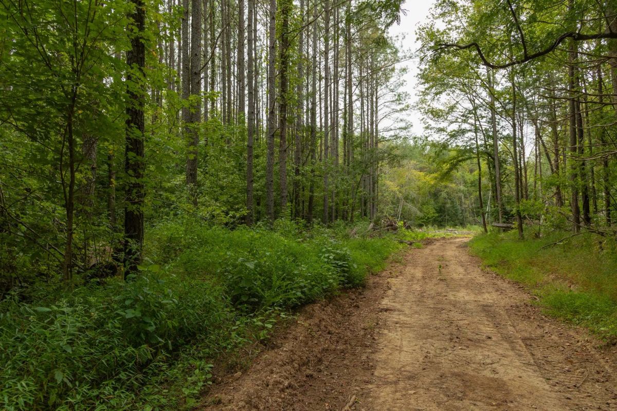 Big White Oak Tract 137 - Main image