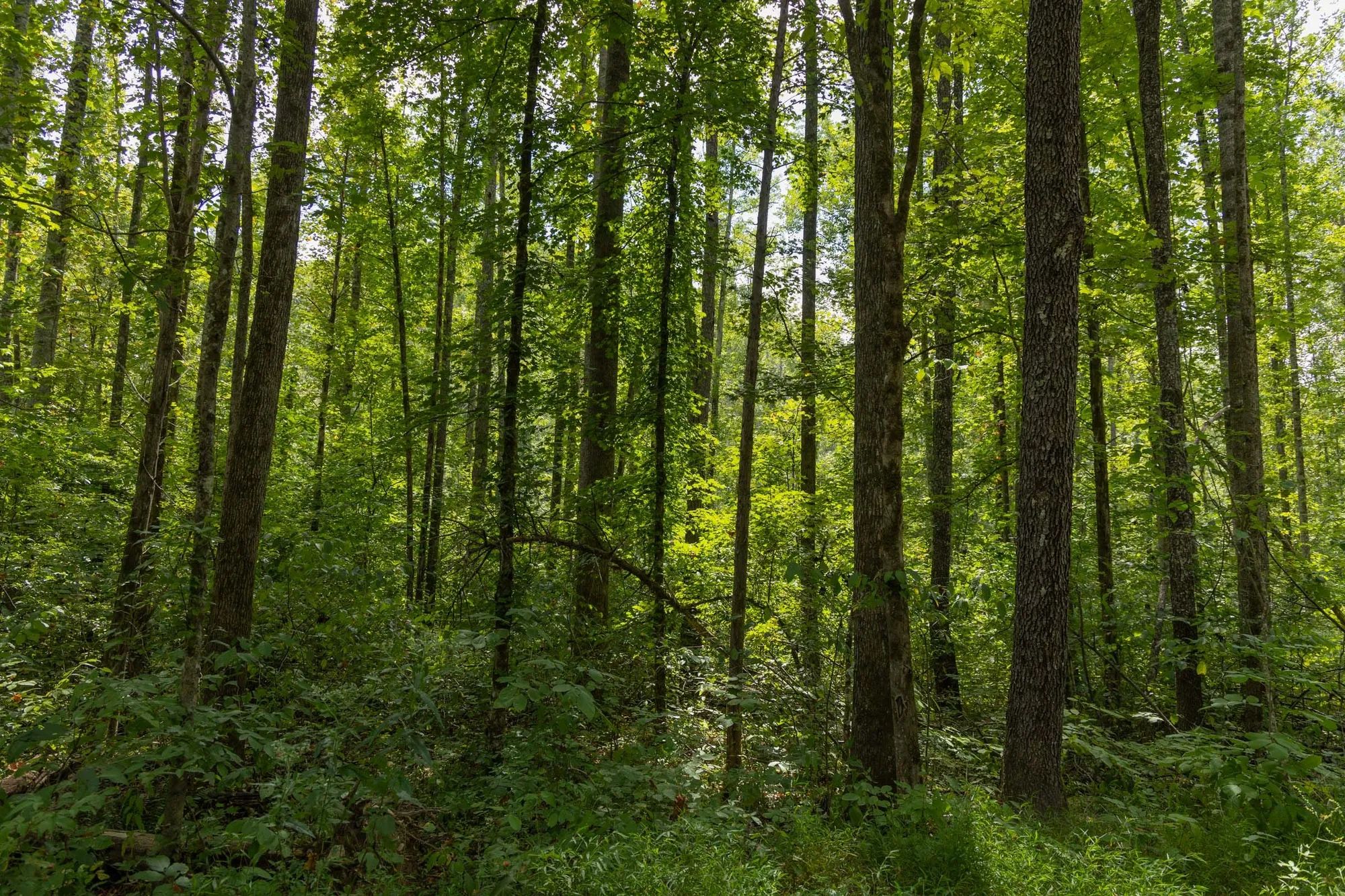 Big White Oak Tract 137 in Perry County, TN