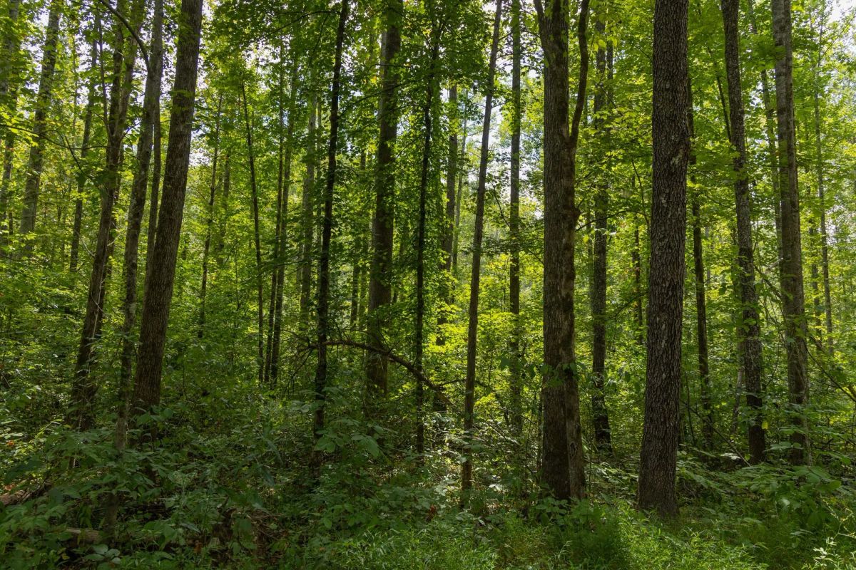 Big White Oak Tract 137 - Image 2