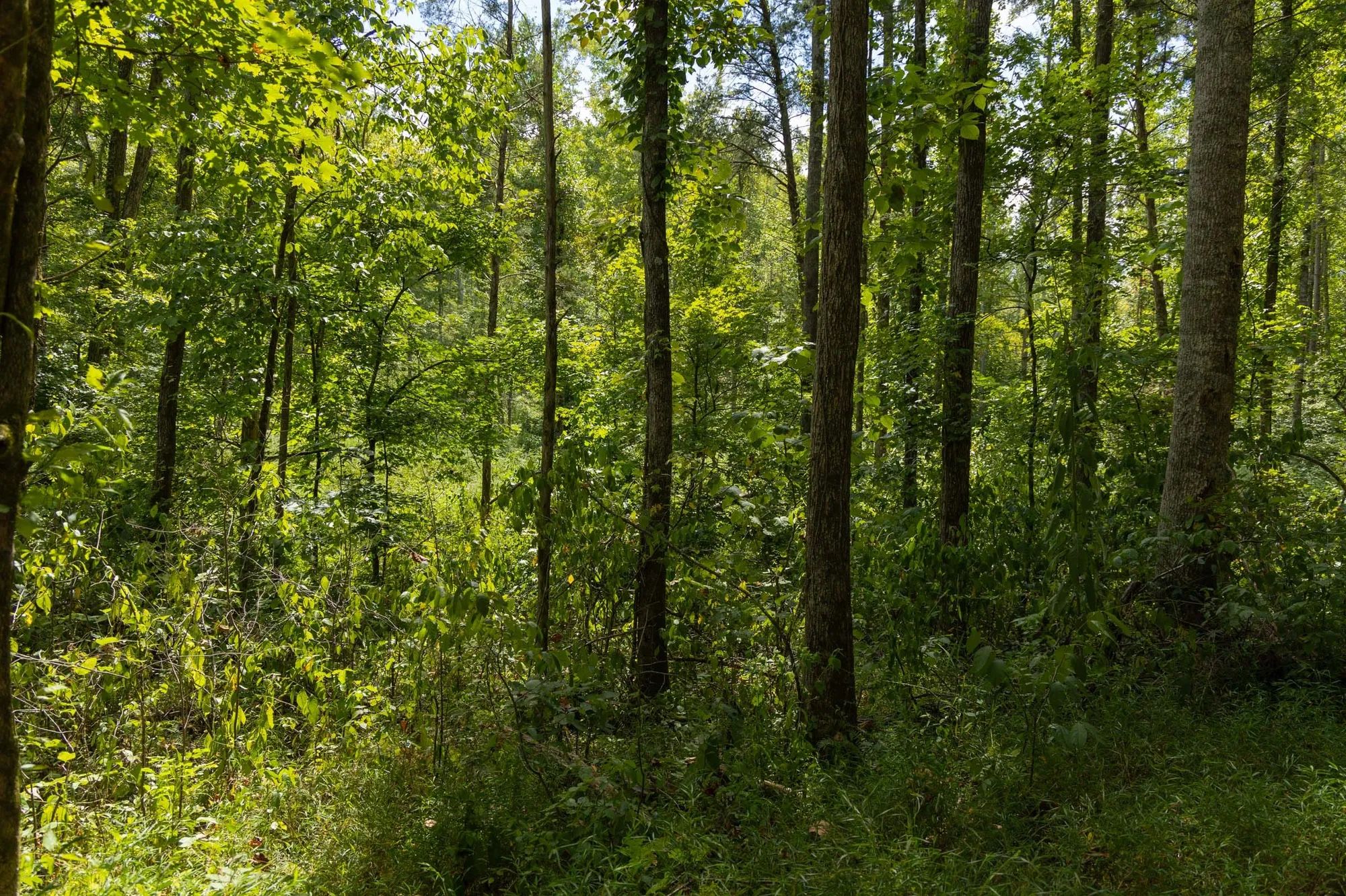Big White Oak Tract 137 in Perry County, TN
