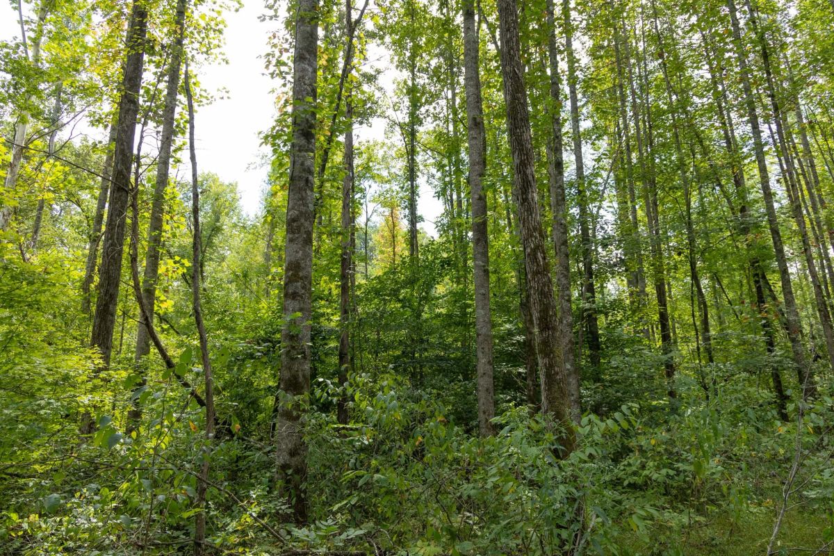 Decorative background for Big White Oak Tract 137 image 5