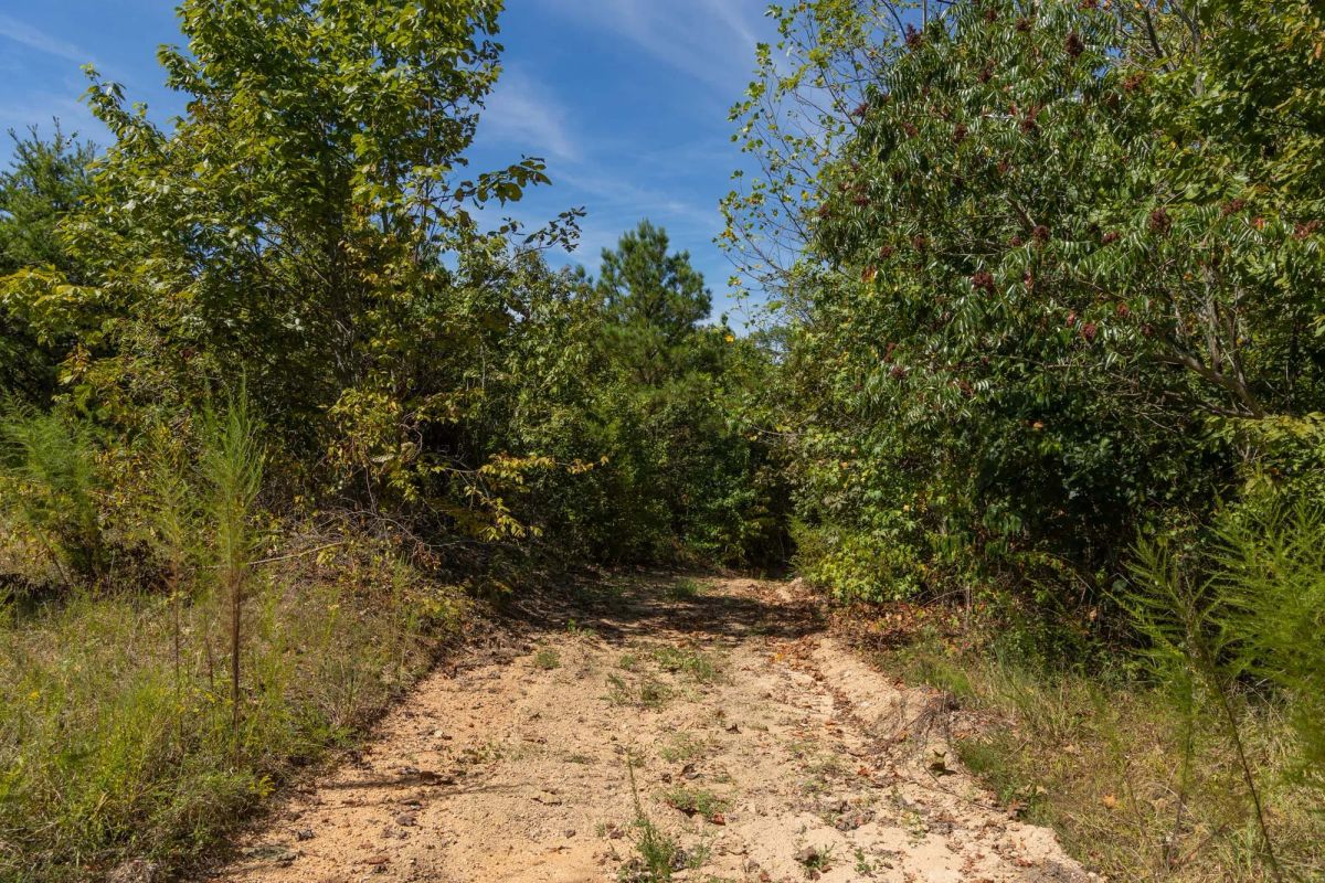 Decorative background for Big White Oak Tract 137 image 6