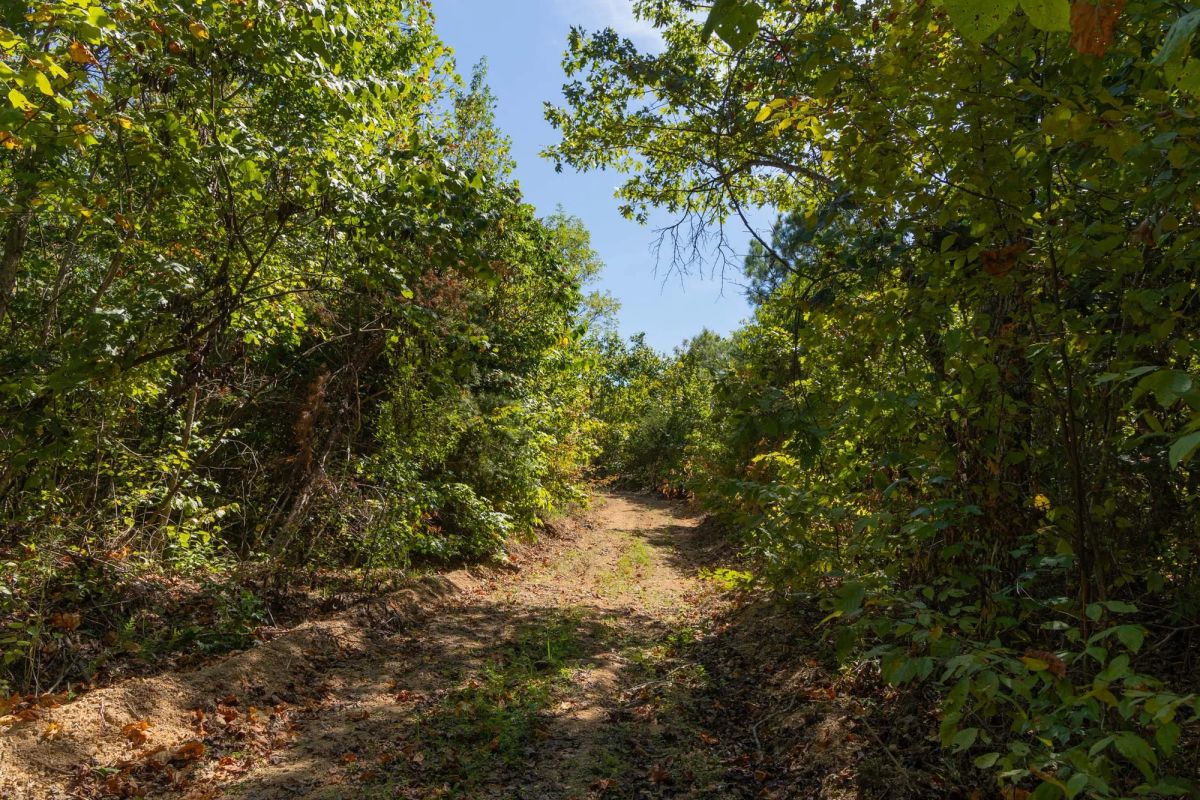 Decorative background for Big White Oak Tract 137 image 7