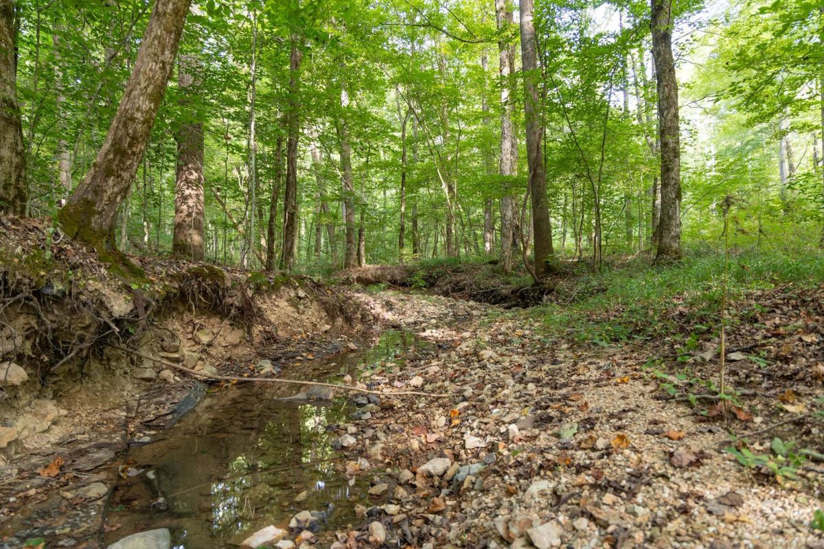 Decorative background for Big White Oak Tract 137 image 8
