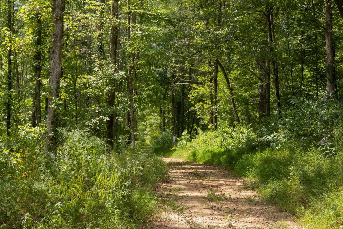 Decorative background for Big White Oak Tract 137 image 9