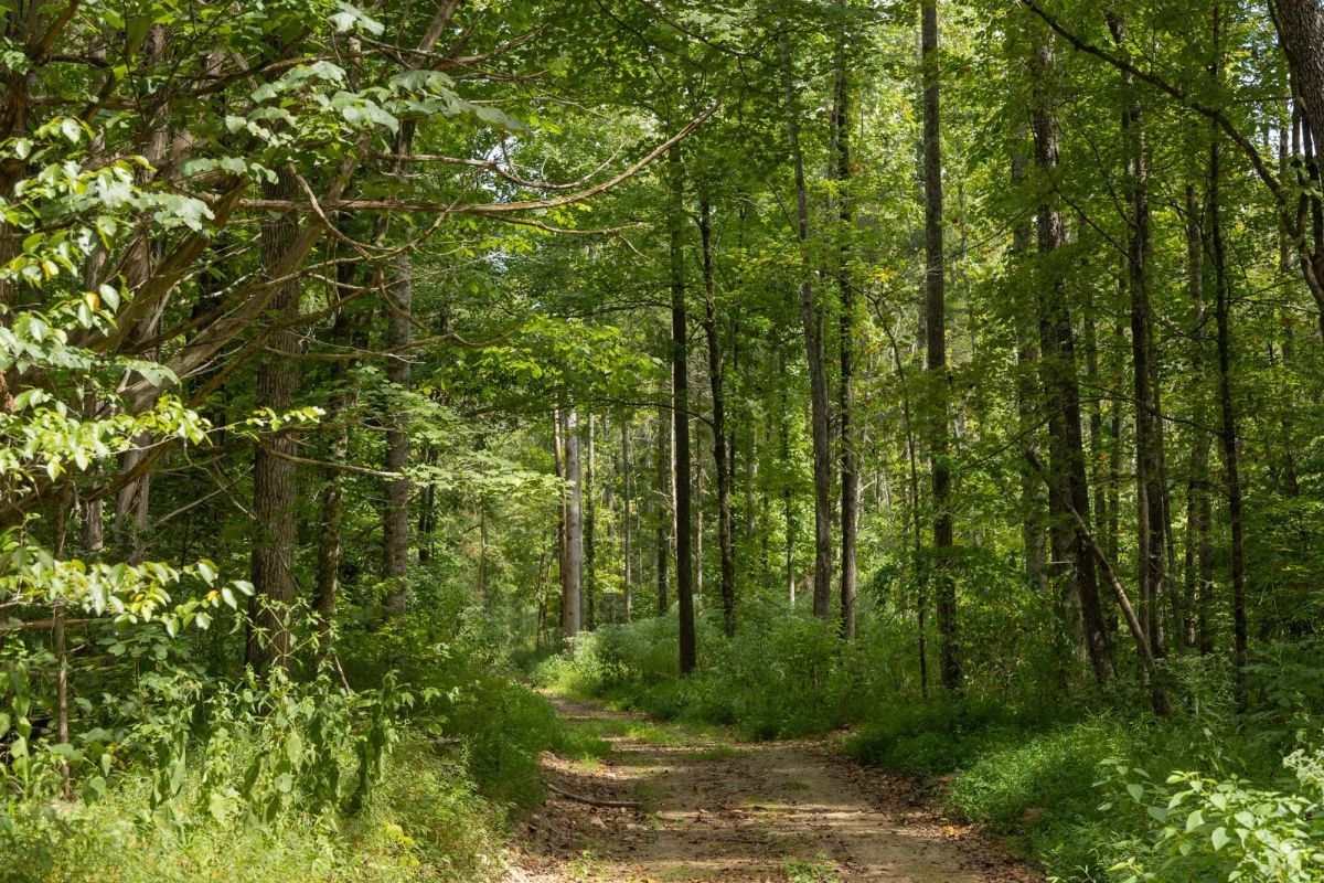 Decorative background for Big White Oak Tract 137 image 10