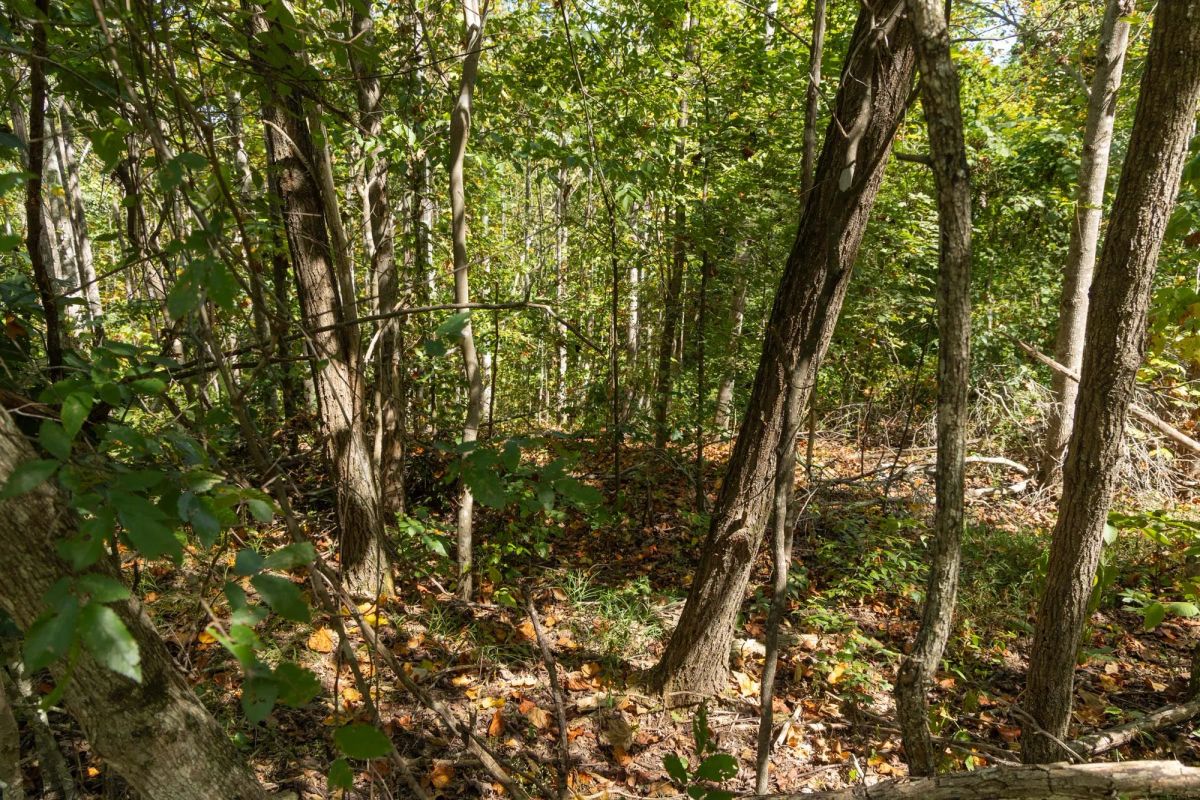 Decorative background for Big White Oak Tract 137 image 11