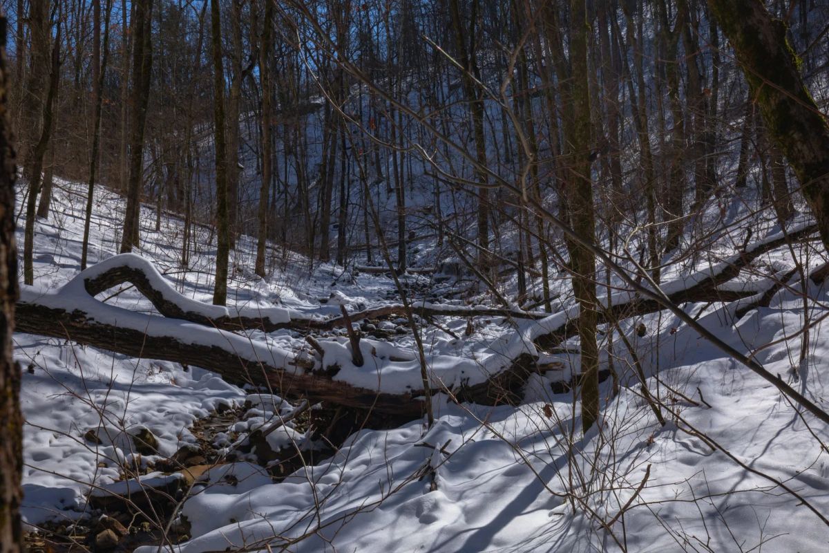 Decorative background for Sleepy Hollow Phase I Tract 47 image 8
