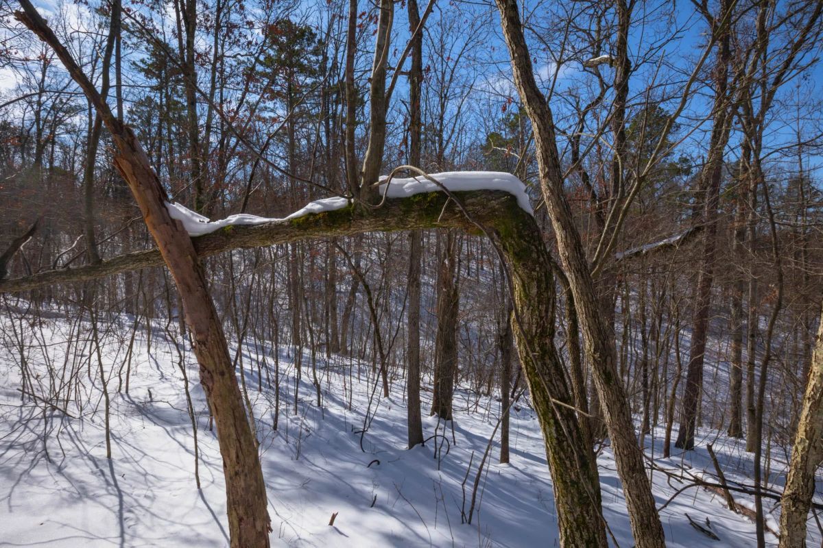 Decorative background for Sleepy Hollow Phase I Tract 47 image 11