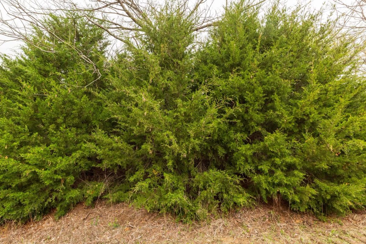 Decorative background for Moonrise Meadows Tract 18 image 8