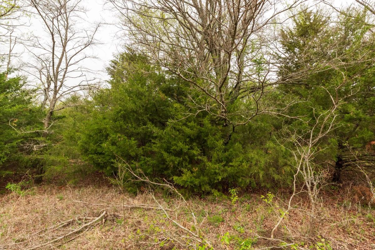 Decorative background for Moonrise Meadows Tract 18 image 9