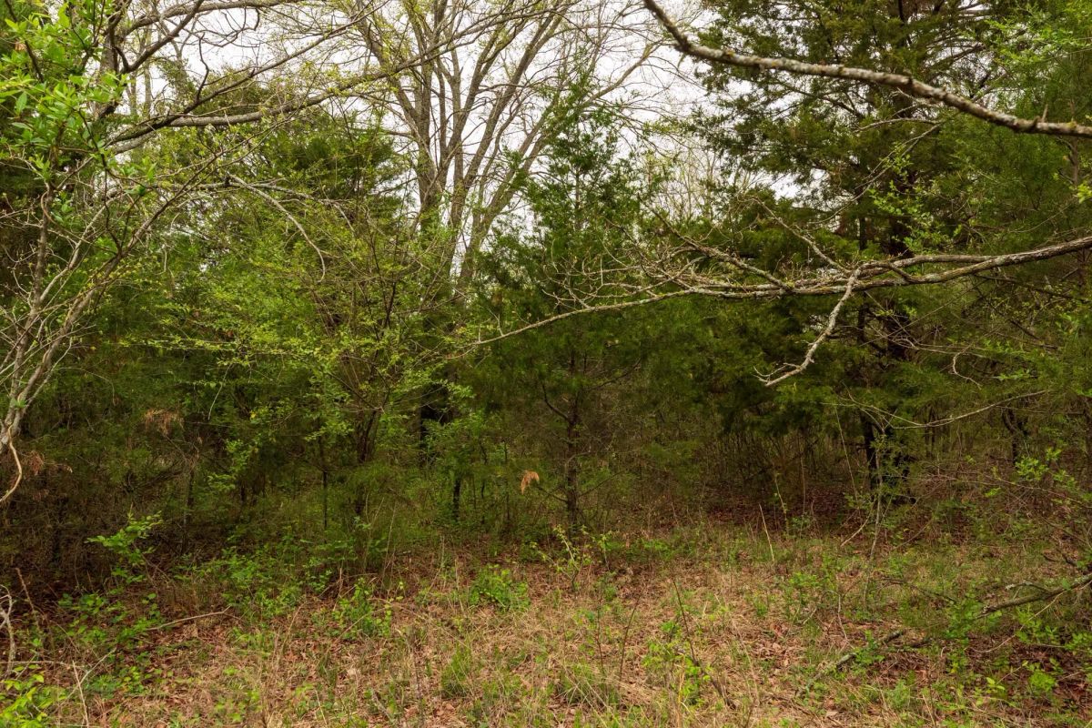 Decorative background for Moonrise Meadows Tract 18 image 11