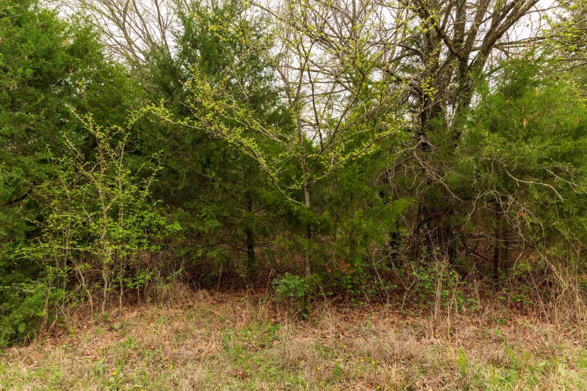 Decorative background for Moonrise Meadows Tract 18 image 12