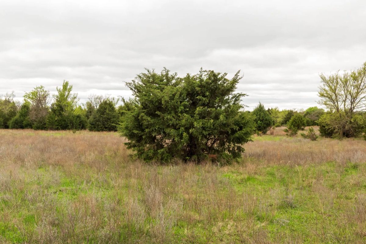 Decorative background for Moonrise Meadows Tract 18 image 16