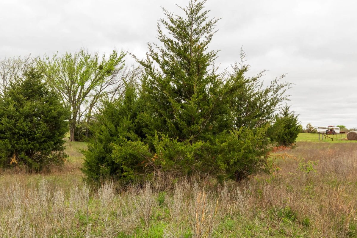 Decorative background for Moonrise Meadows Tract 18 image 17