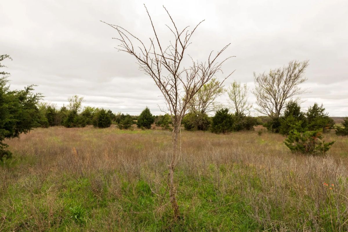 Decorative background for Moonrise Meadows Tract 18 image 18