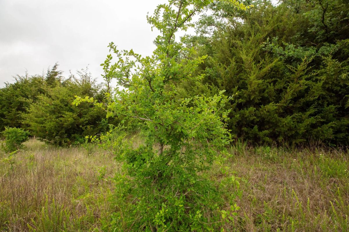 Decorative background for Moonrise Meadows Tract 18 image 19