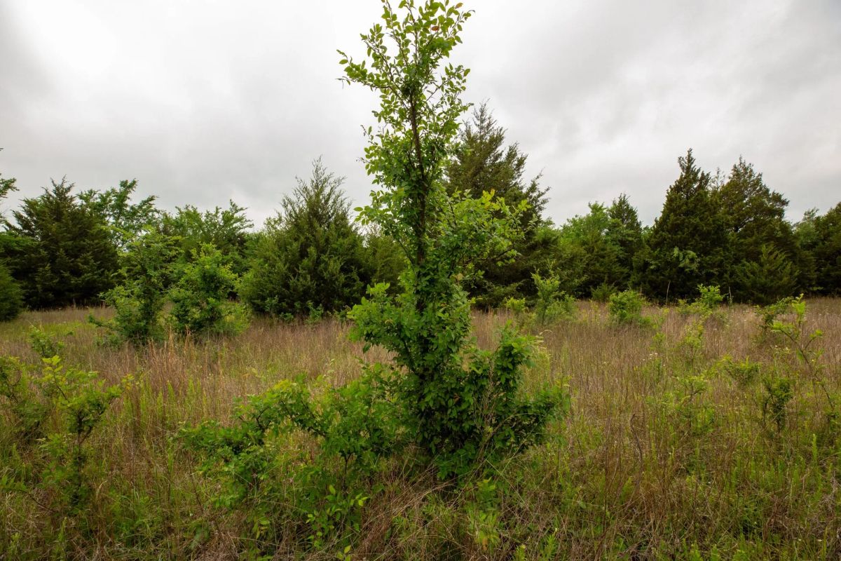 Decorative background for Moonrise Meadows Tract 18 image 20