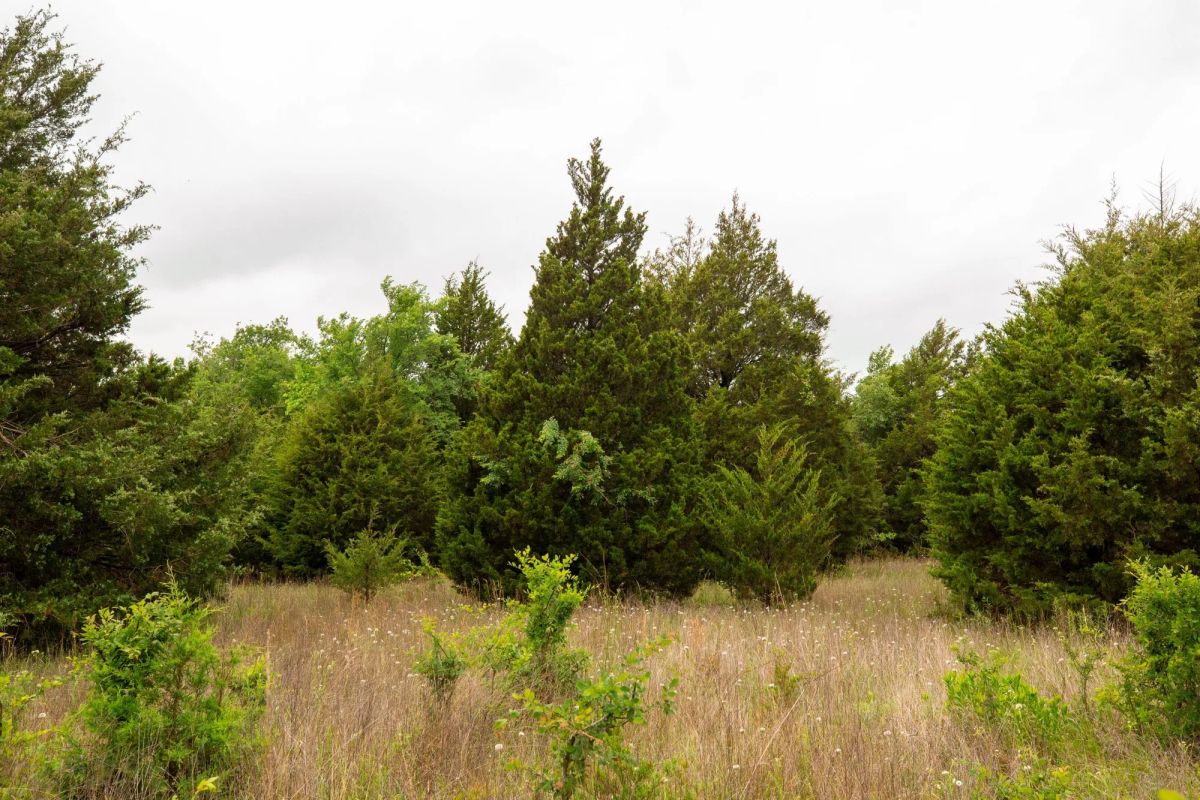 Decorative background for Moonrise Meadows Tract 18 image 21