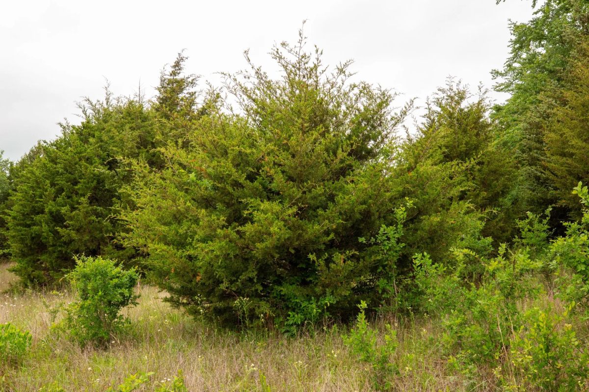 Decorative background for Moonrise Meadows Tract 18 image 22