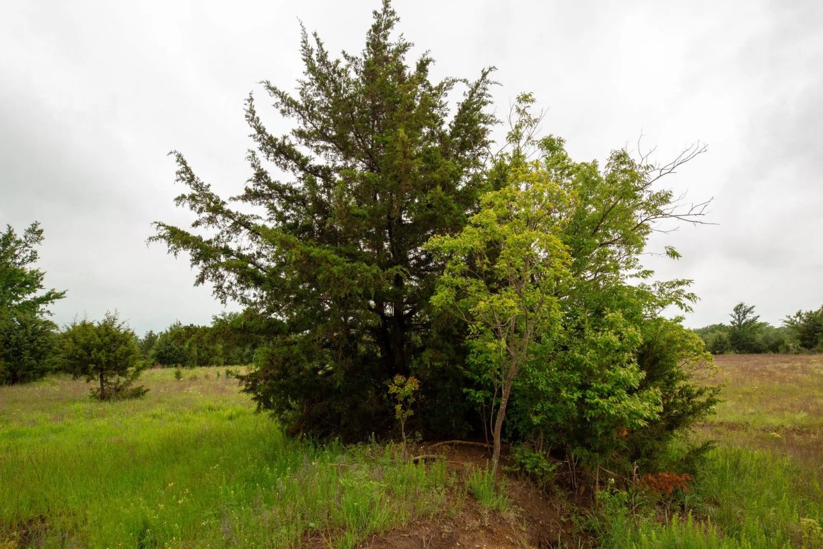 Decorative background for Moonrise Meadows Tract 18 image 24