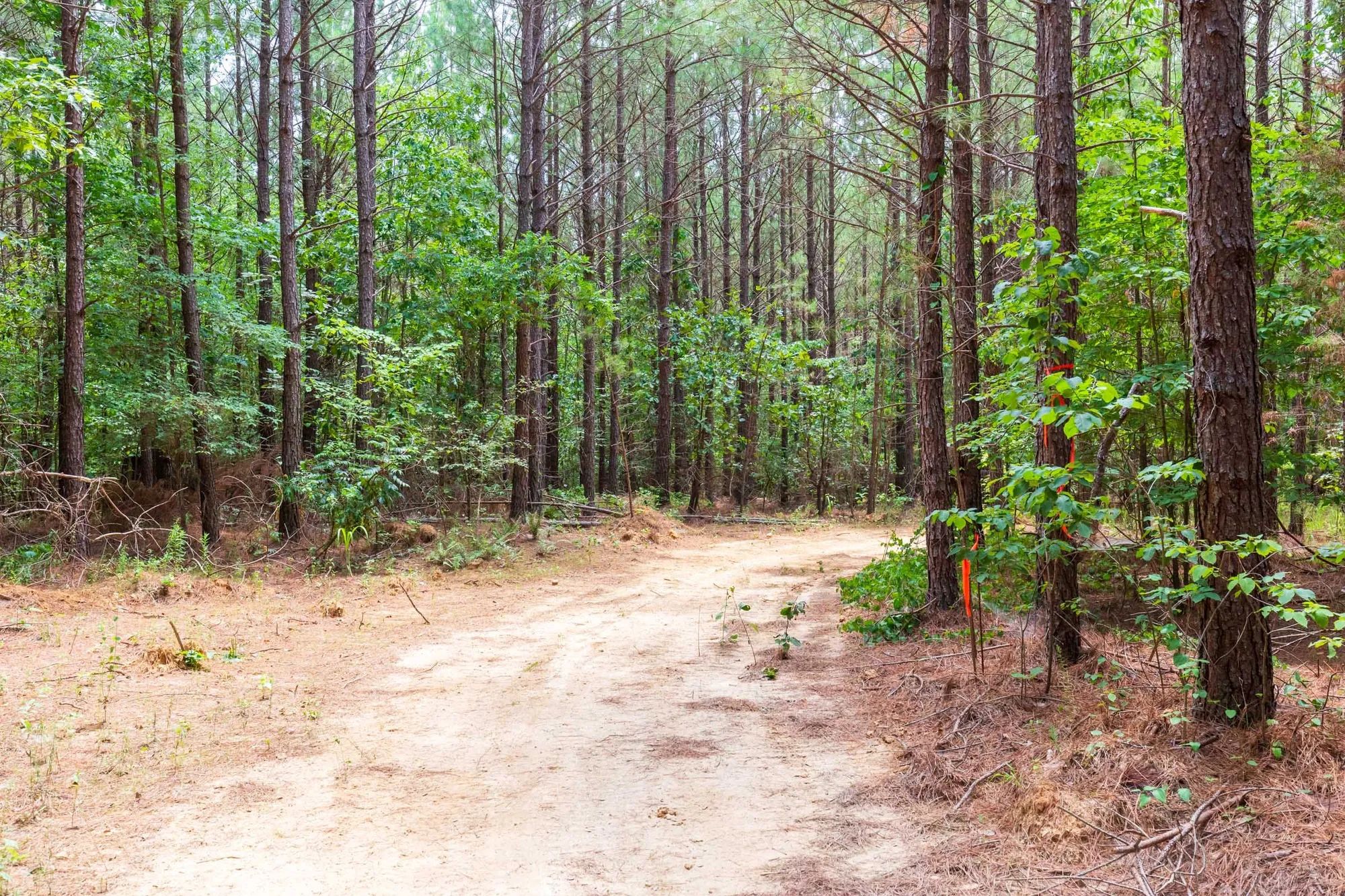 Whiskey Ridge Tract 84 in Henderson County, TN