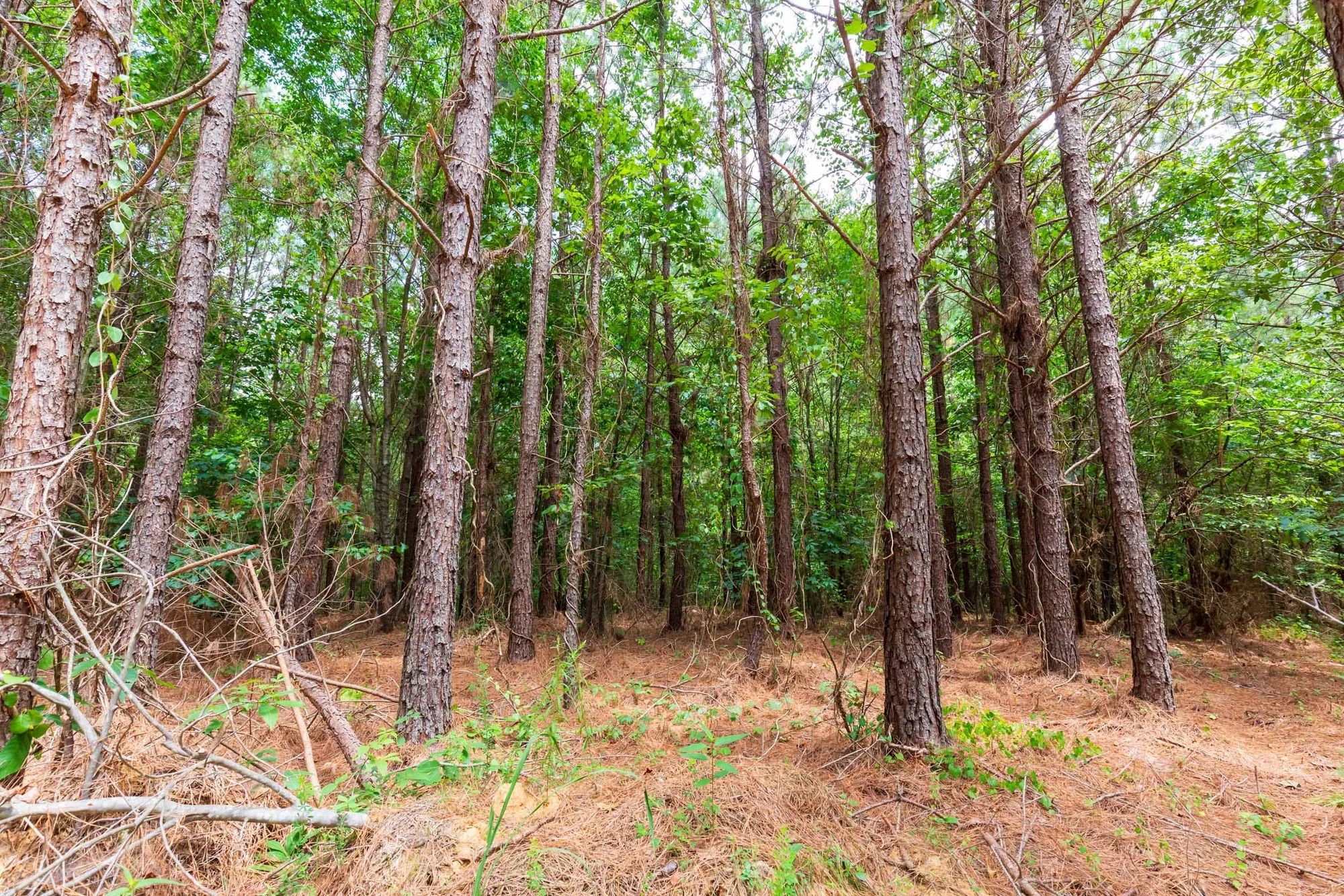 Whiskey Ridge Tract 84 in Henderson County, TN