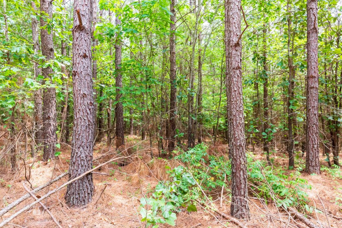 Whiskey Ridge Tract 84 - Image 3