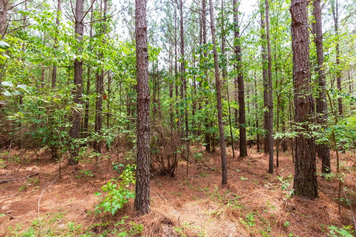 Whiskey Ridge Tract 84 - Image 4