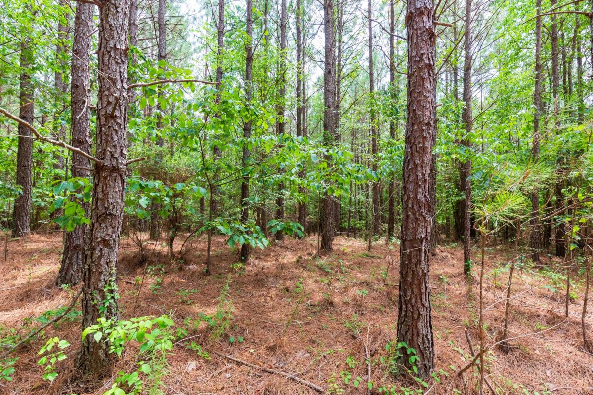 Decorative background for Whiskey Ridge Tract 84 image 5
