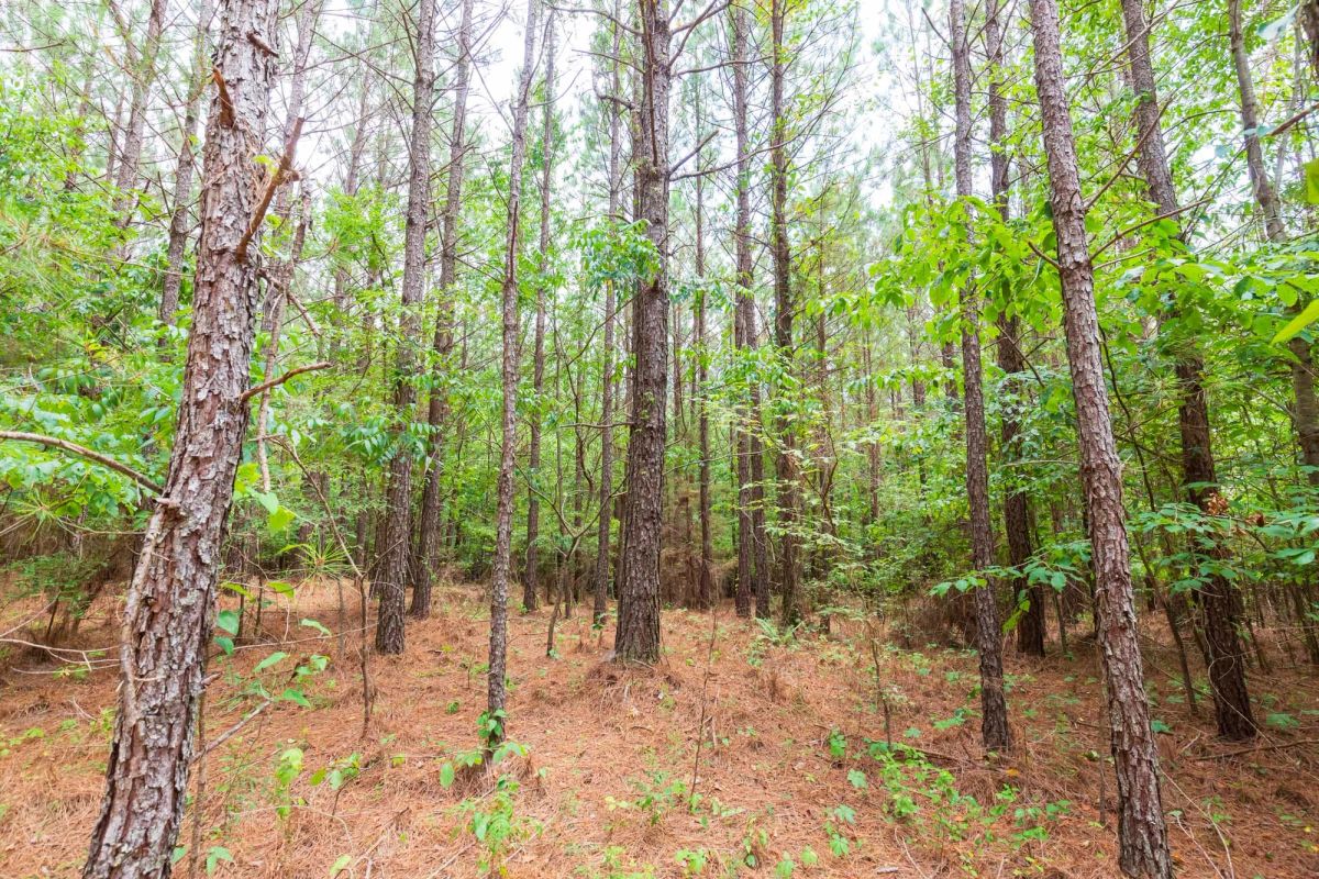 Decorative background for Whiskey Ridge Tract 84 image 6