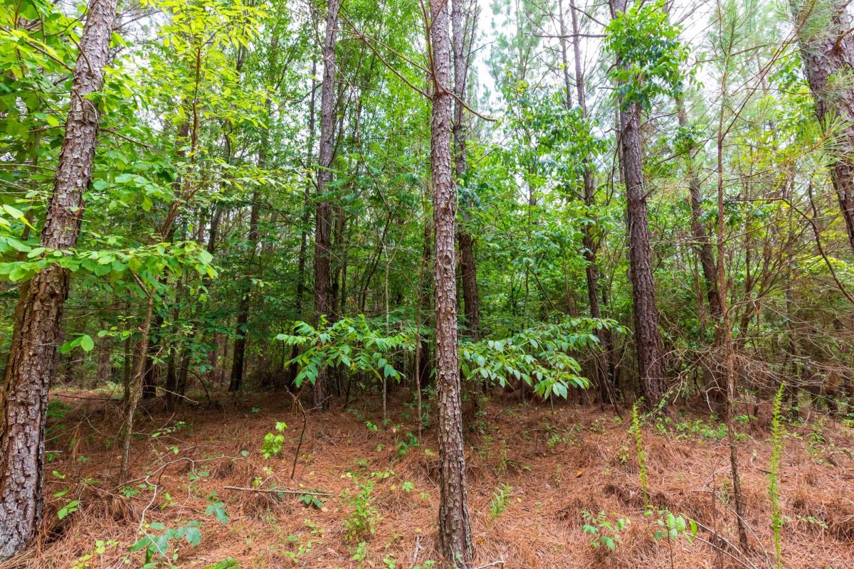 Decorative background for Whiskey Ridge Tract 84 image 7