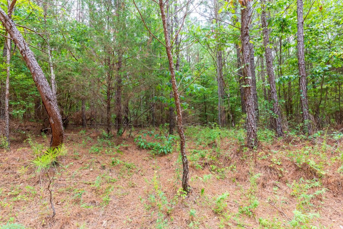 Decorative background for Whiskey Ridge Tract 84 image 8