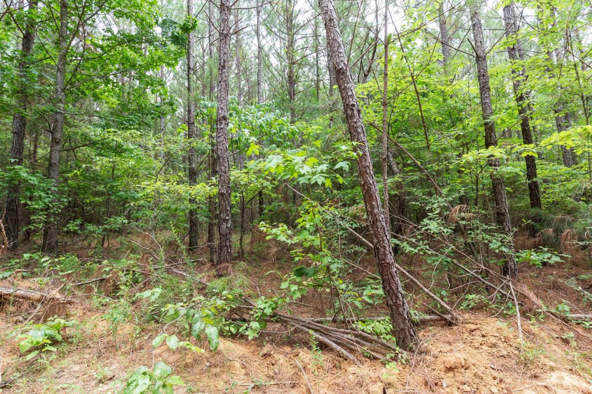 Decorative background for Whiskey Ridge Tract 84 image 9