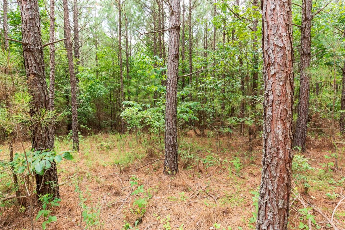 Decorative background for Whiskey Ridge Tract 84 image 12