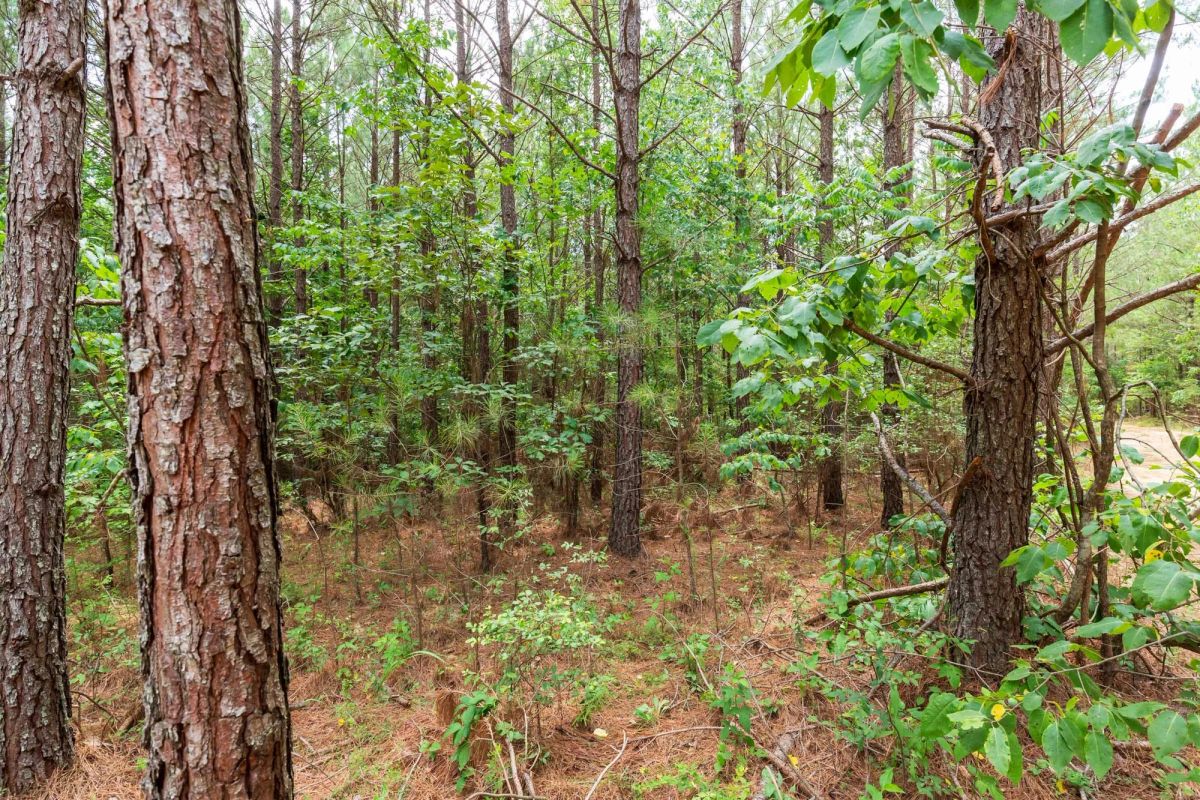 Decorative background for Whiskey Ridge Tract 84 image 13