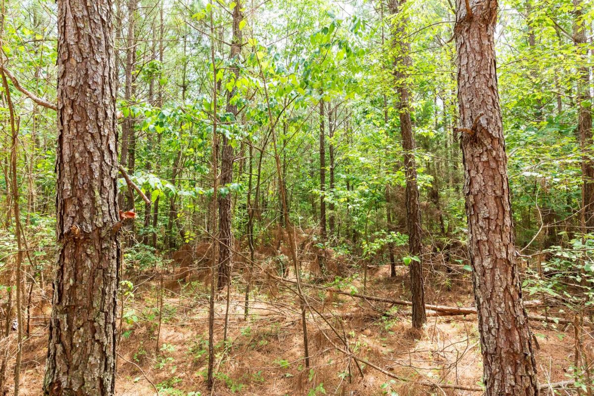 Decorative background for Whiskey Ridge Tract 84 image 14