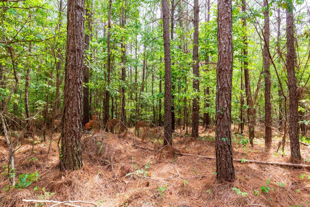Decorative background for Whiskey Ridge Tract 84 image 15