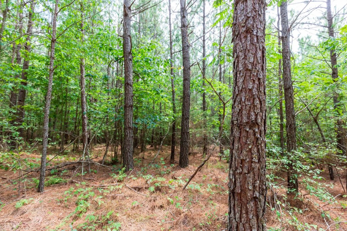 Decorative background for Whiskey Ridge Tract 84 image 16