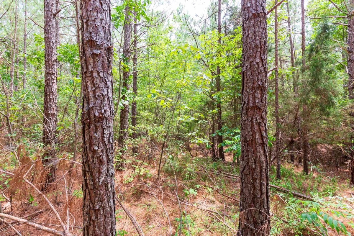 Decorative background for Whiskey Ridge Tract 84 image 17