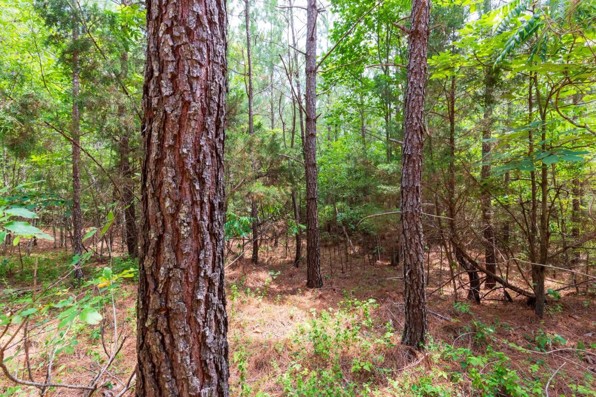 Decorative background for Whiskey Ridge Tract 84 image 18