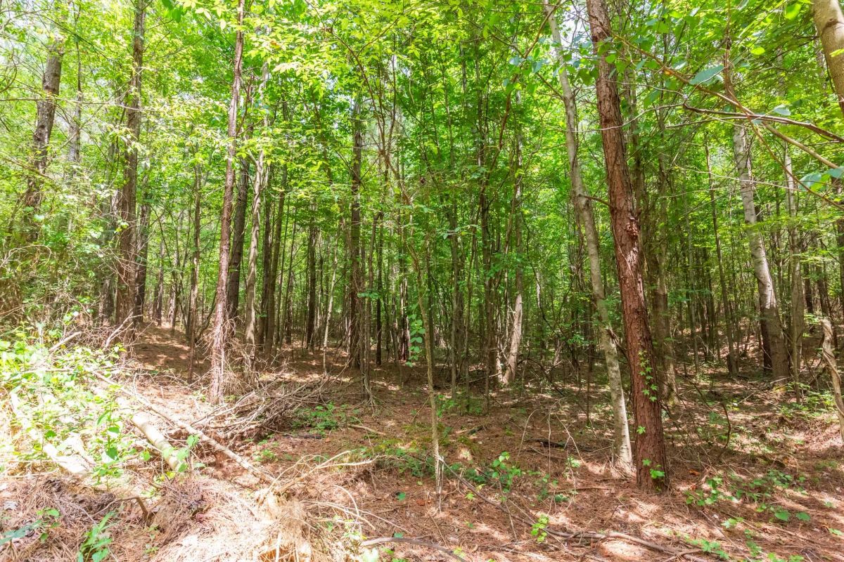 Decorative background for Whiskey Ridge Tract 84 image 21
