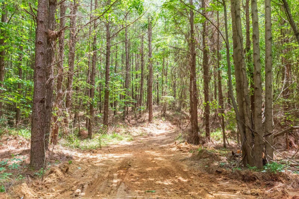 Decorative background for Whiskey Ridge Tract 84 image 22