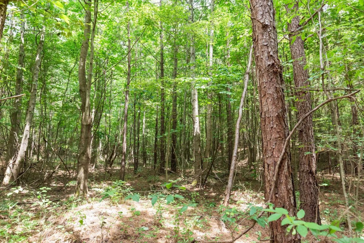 Decorative background for Whiskey Ridge Tract 84 image 23