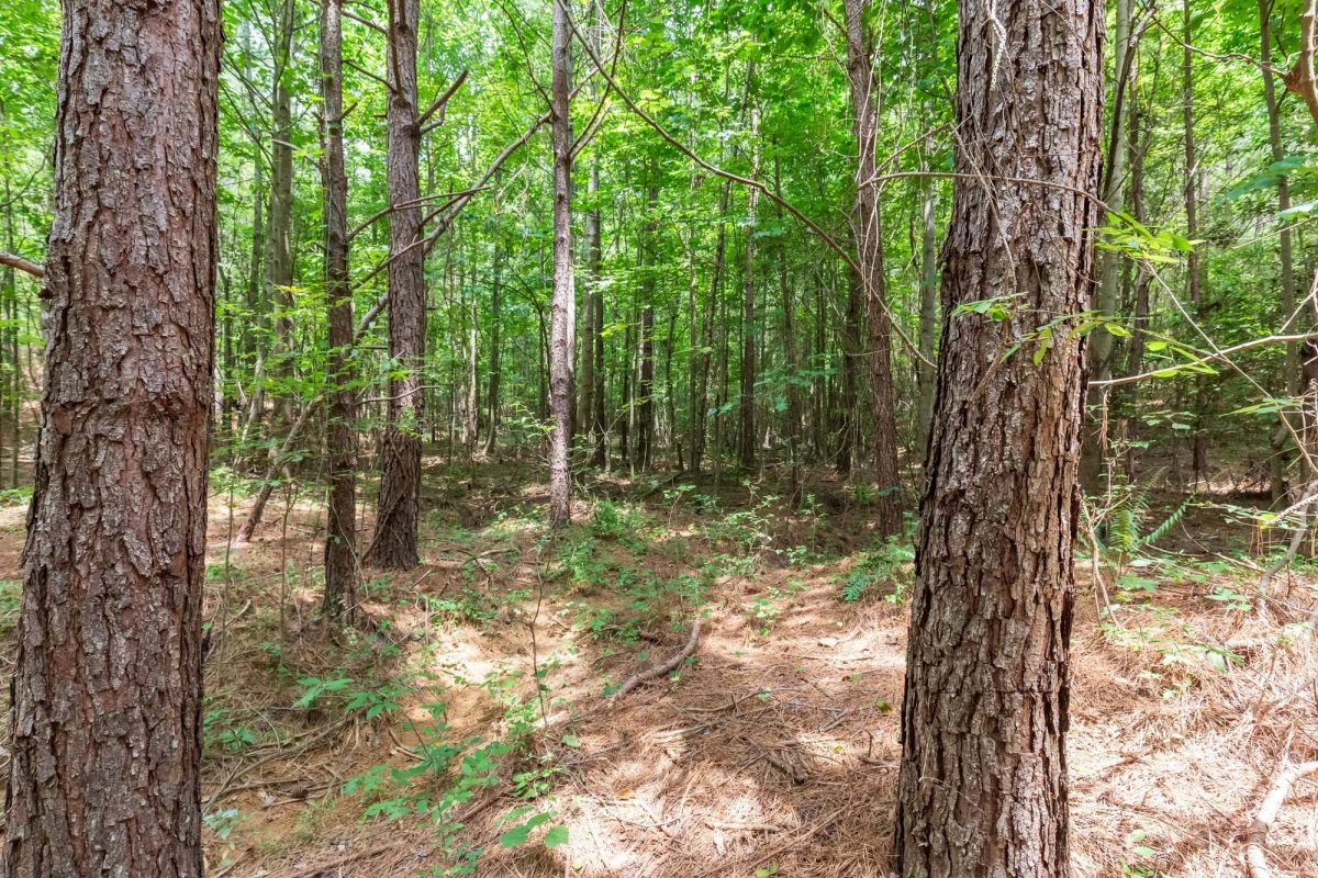 Decorative background for Whiskey Ridge Tract 84 image 24